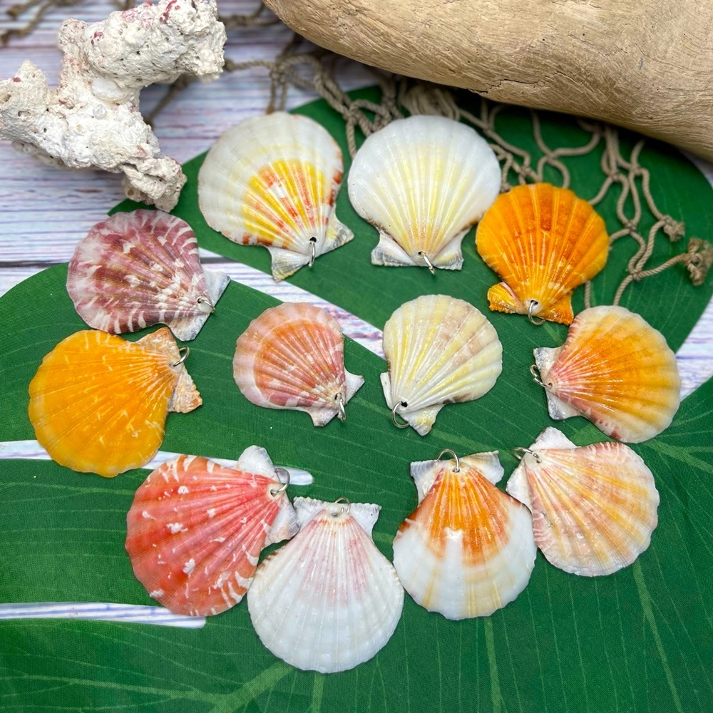 REAL Seashells Scallop Shells Pendants /Charms Lot with silver tone jump rings